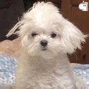 뽀시래기네
