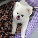 [일원2] 반려견 셀프 미용 | 강아지 셀프미용 사랑스러운 포메라니안 두나 집에서 미용하기