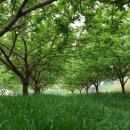 김제아리랑농원 이미지