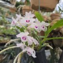 Dendrobium parishii semi-alba 이미지