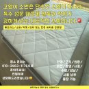 비산힐스테이트 | 안양 매트리스 청소 매트리스 고양이 소변 얼룩 및 냄새 제거 비산 힐스테이트 아파트