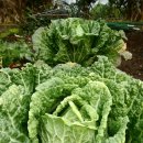 박상민농장 이미지