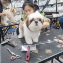 샵봄애견샵 이미지