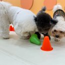 시우스쿨링 대화 이미지