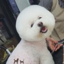 슈에뜨시앙 | 부산 북구 반려견미용 솔직후기, &#39;슈에뜨시앙&#39;