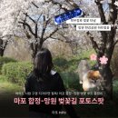중탑초교 옆 보행자도로 | 합정 벚꽃 실시간 후기 | 희우정로 터널부터 망원한강공원 포토존까지 벚꽃 데이트 코스 완벽 가이드
