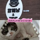 함께냥 앤 함께냥품 북수원점 | 미용/용인 고양이미용/광교 고양이미용/장안구 고양이미용/고양이호텔 ‘함께냥 앤 함께냥품 북수원점’❤️