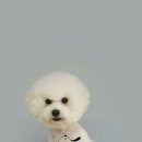 쿨 애견미용 이미지