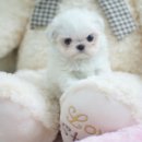 공주손톱 이미지