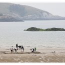 위도 해수욕장 Daum카페