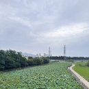 대조리 | 대구 여름 명소, 반야월 연꽃단지! 7~8월 인생샷 명당 / 경산 하양 대부잠수교 해바라기 절망편