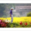 유채꽃향기처럼 이미지