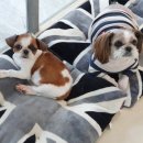 스타펫미팅 이미지