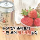 태양의 축제 | 논산 딸기축제보다 핫한 부여 딸기체험 태양의절기 농장