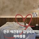 애견호텔 몽몽 | 전주 애견동반숙소 라라몽몽 내돈내산 솔직 후기