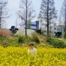 태화강 유채꽃 단지 주차, 맨발걷기, 산책 후기