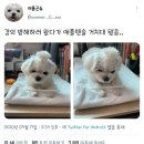 강쥐 이미지