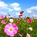 코스모스 이미지