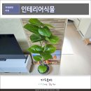 조화나무 화분 인테리어 식물 쟈뎅드에덴 휘카스 움베르타 95cm 후기