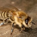 꿀벌박사 이미지