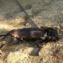 오공이 농장 이미지