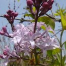 수수꽃다리 이미지