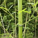 다도 숲으로 민박 이미지