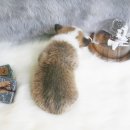 몽땅한