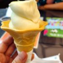 송아목장 | 강원도 평창여행 평창 가볼만한곳 대관령 삼양 양떼목장 후기