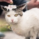 꽃냥이 이미지