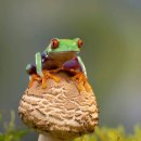 붉은눈 나무 개구리 이미지