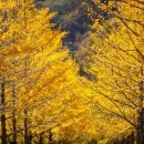 은행나무숲 입구 이미지