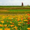 꽃밭에서 이미지