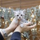 미니펫 강아지분양 고양이분양 강남점 이미지