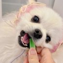 덴트천재 | 오래 먹는 강아지 간식 기호성도 좋아요