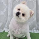 도그도담 이미지