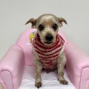 사림동225 이미지