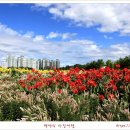 천일홍축제 이미지