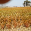 목화농원 이미지