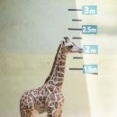 기린 이미지