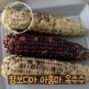 하이드로오아시스 제1공장 농업회사법인 | [화순 옥수수 맛집] 캄보디아 아줌마 옥수수 오픈런 안 하면 품절되는 줄 서는 핫플