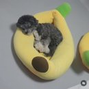 장보는강아지와고양이 | 강아지 용품점 추천 : 장보는 강아지와 고양이 김해내외동점 배달가능