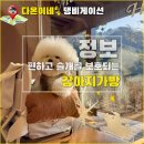 펫아지트 | 슬개골 걱정 줄여주는 강아지 이동가방 | 돌체펫 벨루즈백 솔직 후기