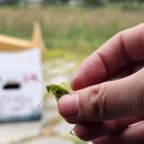 CU 밀양표충로점 | 부산근교노지캠핑 밀양 금곡교 산외체육공원, 취사가능 무료캠핑장 화장실 개수대⭕