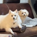 땡자네 묭실 이미지