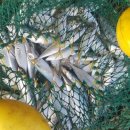 칼치랑고등어랑 이미지