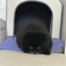 그로우펫 | 내 강아지의 방석&amp;하우스&amp;이동가방 소개