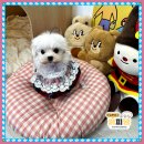 퍼피댕 강아지분양 안심분양소 광명점 말티푸 미니비숑 토이푸들 | 세종미니비숑분양 그날 기억나요