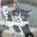 왕발고양이 이미지