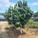 관성1리 이미지